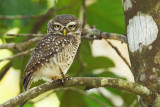 Spotted owlet (athene brama), Allepey, India, January 2010