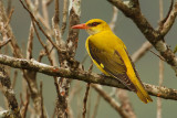 Indian golden oriole (oriolus kundoo), Kumily, India, January 2010