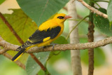 Indian golden oriole (oriolus kundoo), Kumily, India, January 2010