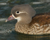 Mandarin duck (aix galericulata), Saint-Prex, Switzerland, January 2010