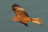 Black (pariah) kite (milvus migrans govinda), Udaipur, India, January 2010