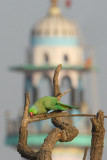 Rose-ringed parakeet (psittacula krameri), Jaipur, India, December 2009