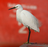 Little egret (egretta garzetta), Udaipur, India, January 2010