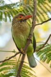 Brown-headed barbet (megalaima zeylanica), Agra, India, December 2009