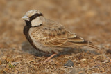 Ashy-crowned sparrow lark (eremopterix grisea), Jaipur, India, December 2009