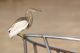 Indian pond heron (ardeola grayii), Udaipur, India, January 2010