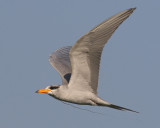 River tern (sterna aurantia), Udaipur, India, January 2010