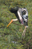 Painted stork (mycteria leucocephala), New Delhi, India, December 2009