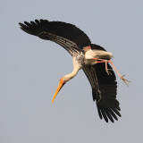 Painted stork (mycteria leucocephala), New Delhi, India, December 2009