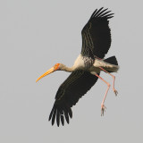 Painted stork (mycteria leucocephala), New Delhi, India, December 2009