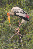 Painted stork (mycteria leucocephala), New Delhi, India, December 2009