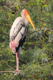 Painted stork (mycteria leucocephala), New Delhi, India, December 2009