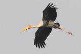 Painted stork (mycteria leucocephala), New Delhi, India, December 2009