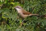 Lesser whitethroat (sylvia curruca), Bharatpur, India, December 2009