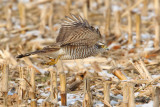 Sparrowhawk (accipiter nisus), Aclens, Switzerland, February 2010