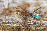 Fieldfare (turdus pilaris), Aclens, Switzerland, February 2010