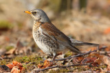 Fieldfare (turdus pilaris), Aclens, Switzerland, February 2010