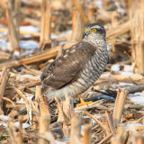 Sparrowhawk (accipiter nisus), Aclens, Switzerland, February 2010