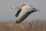 Bar-headed goose (anser indicus), Bharatpur, India, December 2009