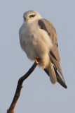 Black-winged kite (elanus caeruleus), Bharatpur, India, December 2009