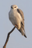 Black-winged kite (elanus caeruleus), Bharatpur, India, December 2009