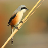 Long-tailed shrike (lanius schach), Bund Baretha, India, December 2009