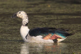Knob-billed duck (sarkidiornis melanotos), Bharatpur, India, December 2009