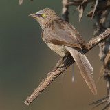 Large grey babbler (turdoides malcolmi), Bund Baretha, India, December 2009