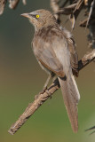  Large grey babbler (turdoides malcolmi), Bund Baretha, India, December 2009