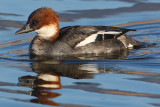 Smew (mergellus albellus), Champ-Pittet, Switzerland, February 2010