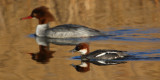 Smew (mergellus albellus), Champ-Pittet, Switzerland, February 2010