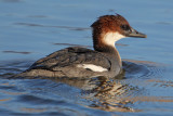 Smew (mergellus albellus), Champ-Pittet, Switzerland, February 2010