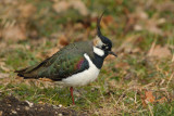 Lapwing (peewit, green plover, vanellus vanellus), Villars-Bozon, Switzerland, March 2010