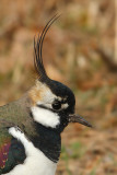 Lapwing (peewit, green plover, vanellus vanellus), Villars-Bozon, Switzerland, March 2010