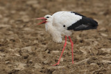 White stork (ciconia ciconia), Echandens, Switzerland, March 2010