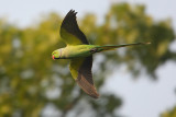 Rose-ringed parakeet (psittacula krameri), New Delhi, December 2009