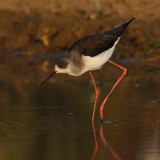 Black-winged Stilt (himantopus himantopus), Bund Baretha, India, December 2009