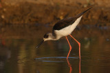 Black-winged Stilt (himantopus himantopus), Bund Baretha, India, December 2009