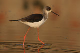 Black-winged Stilt (himantopus himantopus), Bund Baretha, India, December 2009