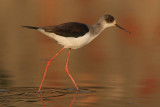 Black-winged Stilt (himantopus himantopus), Bund Baretha, India, December 2009