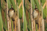 Moustached warbler (acrocephalus melanopogon), Elche, Spain, April 2010