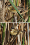 Sedge warbler (acrocephalus schoenobaenus ), Elche, Spain, April 2010