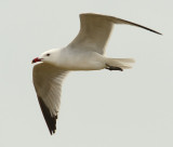Audouin's gull (larus audouinii), Santa Pola, Spain, April 2010