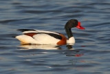 Common shelduck (tadorna tadorna), Santa Pola, Spain, April 2010