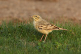 Tawny pipit (anthus campestris), Vullierens, Switzerland, April 2010