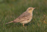 Tawny pipit (anthus campestris), Vullierens, Switzerland, April 2010