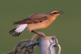 Northern wheatear (oenanthe oenanthe), Vullierens, Switzerland, April 2010