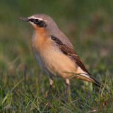 Northern wheatear (oenanthe oenanthe), Vullierens, Switzerland, April 2010