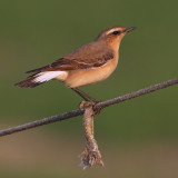 Northern wheatear (oenanthe oenanthe), Vullierens, Switzerland, April 2010