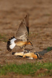Northern wheatear (oenanthe oenanthe), Vullierens, Switzerland, April 2010